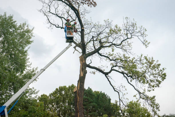 Best Tree Disease Treatment  in Rocky Point, WA