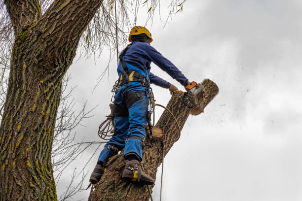 Best Leaf Removal  in Rocky Point, WA