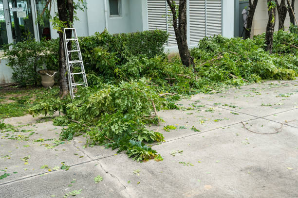 Best Root Management and Removal  in Rocky Point, WA