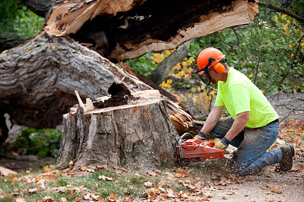 Best Storm Damage Tree Cleanup  in Rocky Point, WA