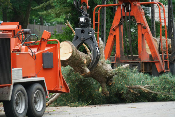 Best Commercial Tree Services  in Rocky Point, WA