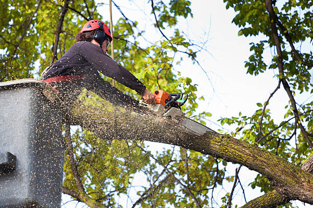 Professional  Tree Services in Rocky Point, WA