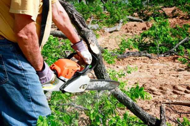 Why Choose Our Tree Removal Services in Rocky Point, WA?